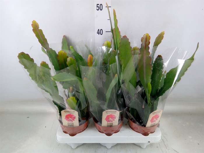 <h4>Epiphyllum   ...</h4>