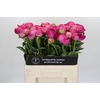 Paeonia Glory Hallelujah