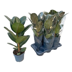 Ficus elastica 'Robusta'