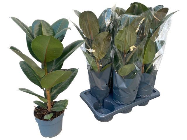 <h4>Ficus elastica 'Robusta'</h4>