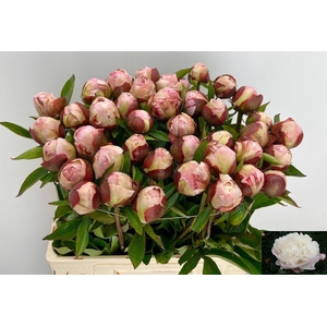 PAEO L GARDENIA