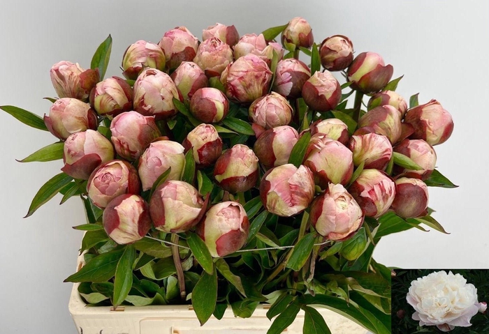<h4>PAEO L GARDENIA</h4>