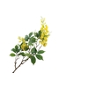 Wisteria Yellow