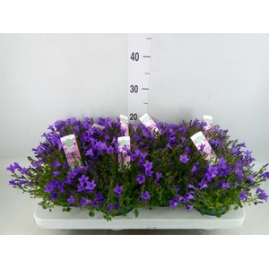 Campanula porten. 'Ambella In Prpl'