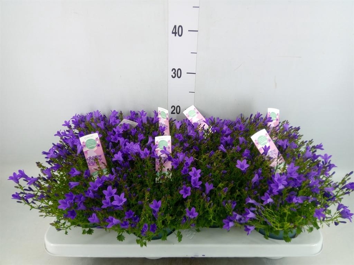 <h4>Campanula porten. 'Ambella In Prpl'</h4>