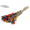 Lagurus Premium per bunch Colourful 5