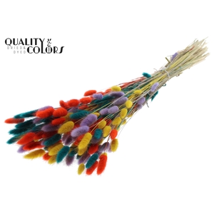 Lagurus Premium per bunch Colourful 5