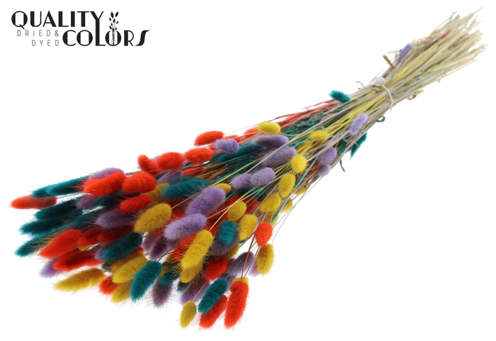 Lagurus Premium per bunch Colourful 5