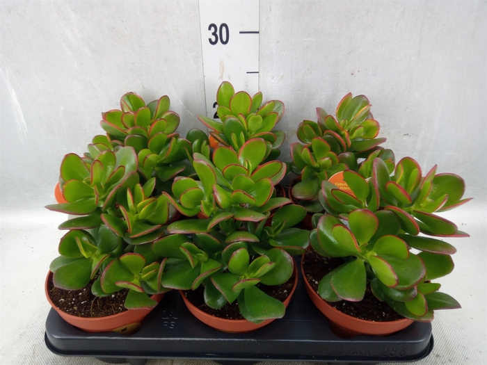 <h4>Crassula ovata 'Sunset'</h4>