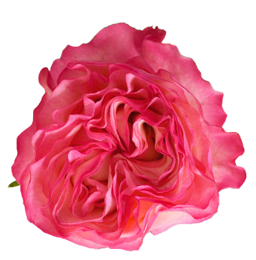 <h4>R Gr Enchantment Bicolor Pink 50cm EC</h4>