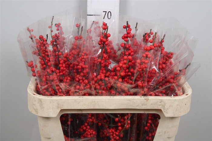 <h4>Ilex Ve Rode Bes</h4>