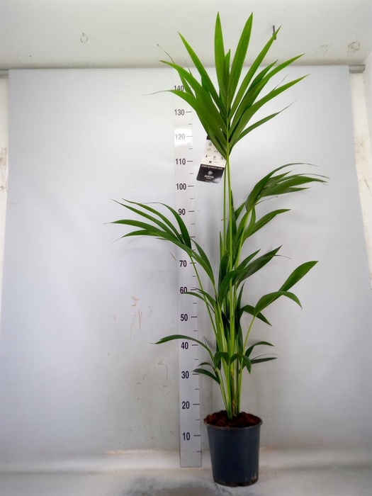 <h4>Howea forsteriana</h4>