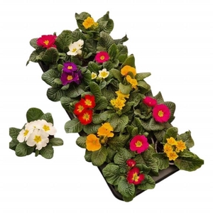 PRIM ACAULIS GEMENGD