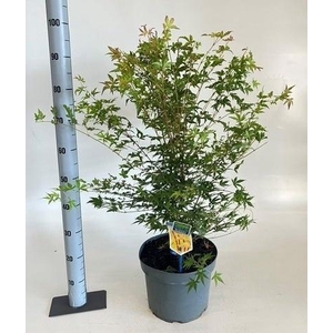 ACER PA SANGOKAKU