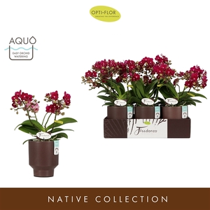 Freedanzo Sparrow in Emilia Brown Aquo