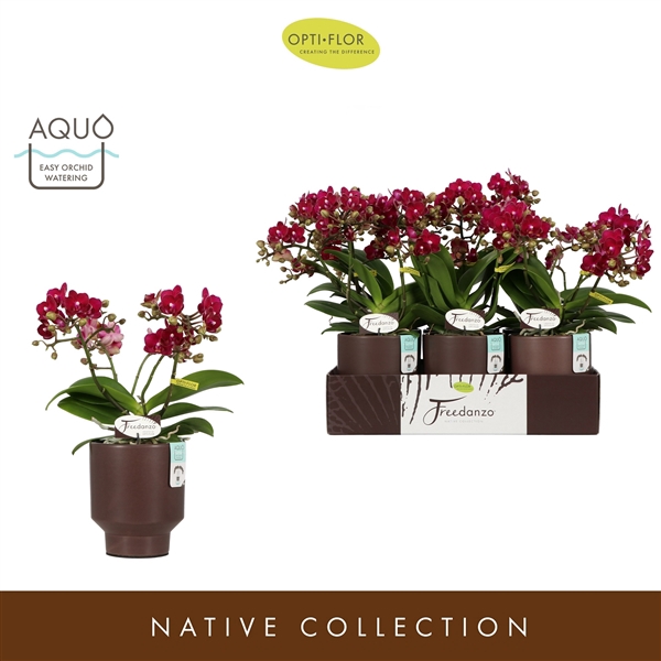 <h4>Freedanzo Sparrow in Emilia Brown Aquo</h4>