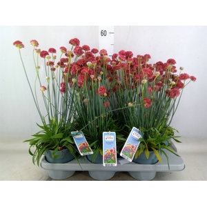 Armeria pseud. 'Ballerina'