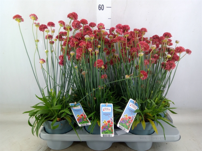 <h4>Armeria pseud. 'Ballerina'</h4>