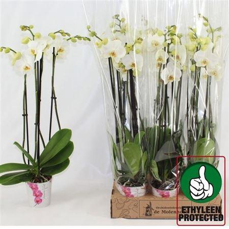 <h4>Phal An Nottingham 4 Branches 24+</h4>