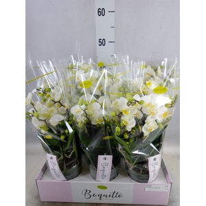 Phalaenopsis multi.   ...