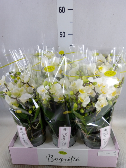 <h4>Phalaenopsis multi.   ...</h4>