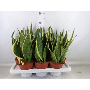 Sansevieria trifa. 'Futura Superba'