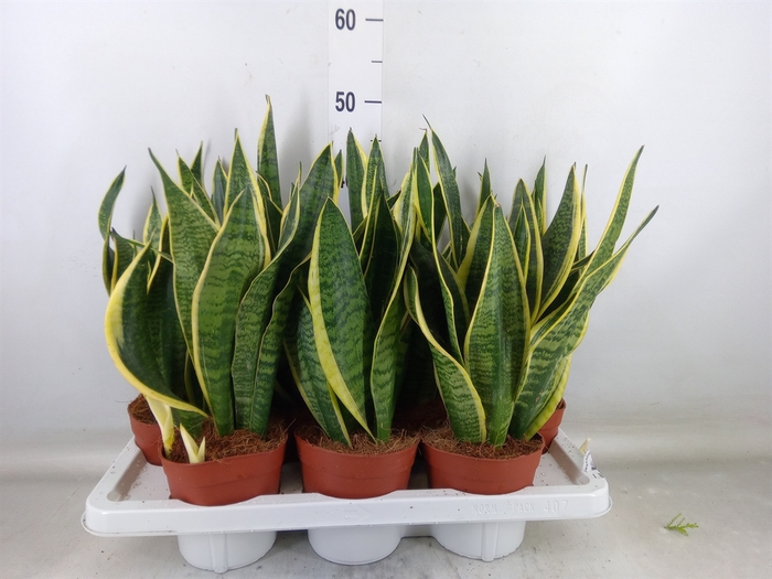 <h4>Sansevieria trifa. 'Futura Superba'</h4>