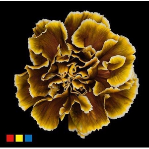 Dianthus St Toffee