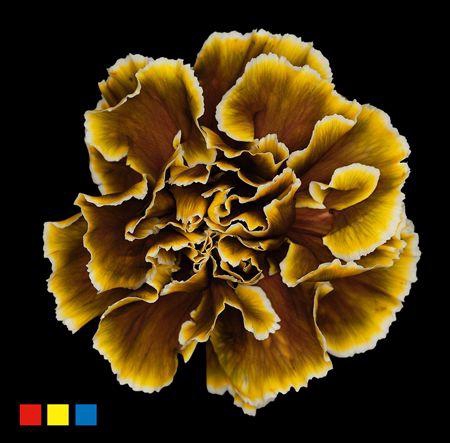 <h4>Dianthus St Toffee</h4>