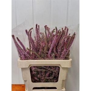 Psylliostachys Suwor (staart Statice)