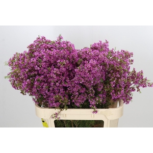 Chamelaucium Mars