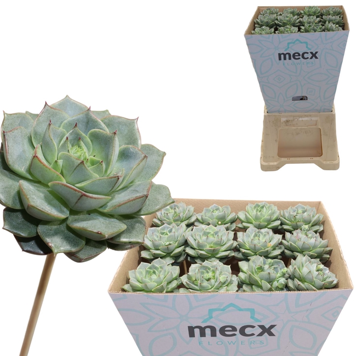 <h4>Echeveria Fabiola (mecx Flowers) Mecx-emmer 8cm</h4>