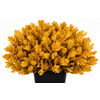 Quercus Preserved Yellow (oak,eik)