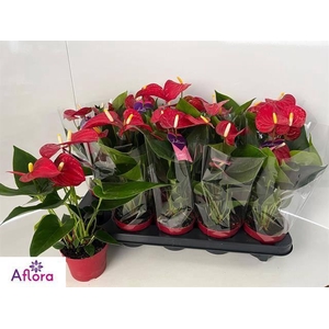 ANTHU AN BAMBINO RED