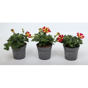 Petunia Amore® Queen of Hearts