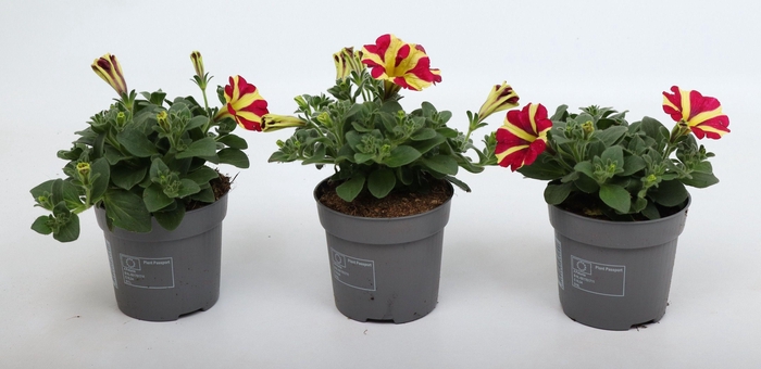 <h4>Petunia Amore® Queen of Hearts</h4>