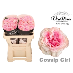 R GR GOSSIP GIRL