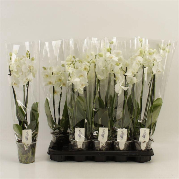 <h4>PHAL OV WIT</h4>
