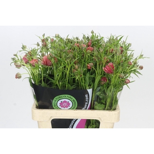 Ranunculus Natura Moderna Energia