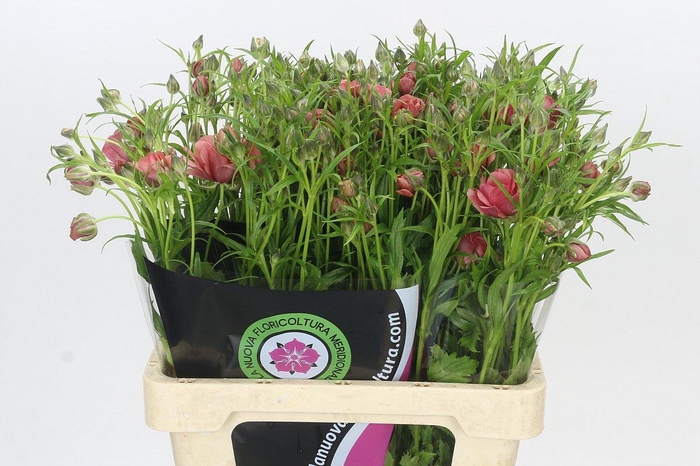 Ranunculus Natura Moderna Energia