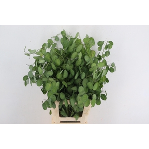LUNARIA ANNUA 200GR
