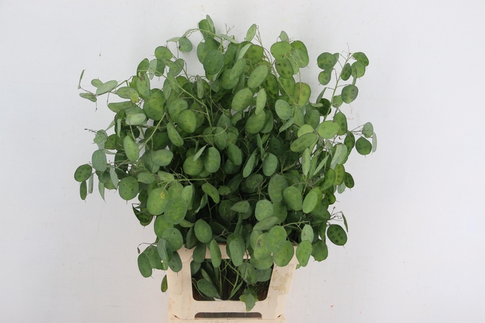 <h4>LUNARIA ANNUA 200GR</h4>