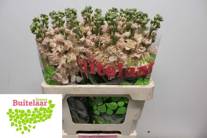 <h4>MATTH IRON APRICOT</h4>