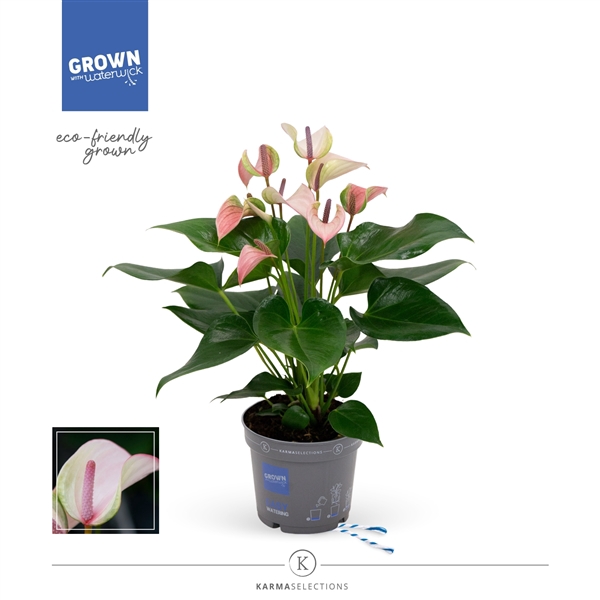 <h4>Anthurium - KARMA Pulse | 12cm</h4>