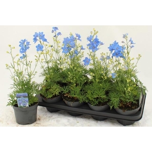 DELP GRANDIFLORUM