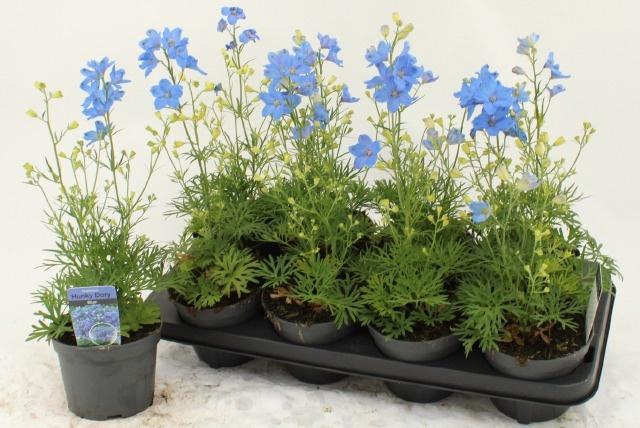 <h4>DELP GRANDIFLORUM</h4>