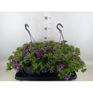 Calibrachoa   ...mix