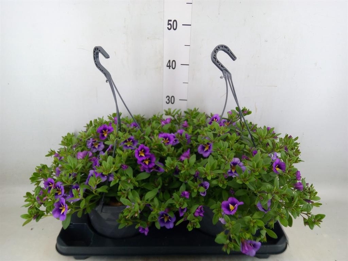 <h4>Calibrachoa   ...mix</h4>