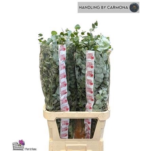 Euca Cinerea Super P Stem 100 Cm