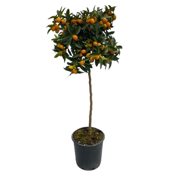 <h4>Citrus hystrix</h4>